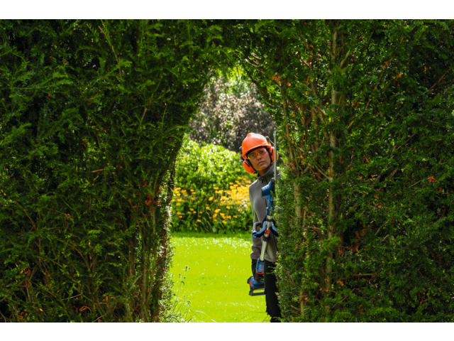 Akumulatorske škarje za živo mejo Bosch PRO GHE18V-50FP, 06008D5100